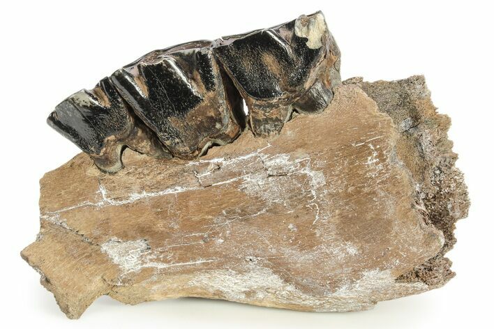 Fossil Woolly Rhino (Coelodonta) Mandible Section - Siberia #269755